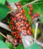 78381 – Photo : Patrick Decreus – France (93)