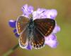 78219 – Photo : Patrick Decreus – France (46)