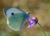 78163 – Photo : Patrick Decreus – France (30)