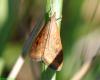 78554 – Photo : Patrick Decreus – France (93)