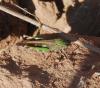 78420 – Photo : Patrick Decreus – France (34)