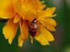 78387 – Photo : Patrick Decreus – France (93)