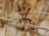 78361 – Photo : Maite Santisteban Rivero – Espagne