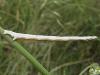 78325 – Photo : Pascal Pertuzon – France (42)
