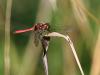 78574 – Photo : patrick derennes – France (25)
