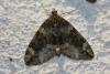 78525 – Photo : alain Roujas – France (31)