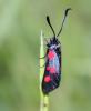 78358 – Photo : alain Roujas – France (31)