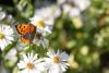 78335 – Photo : Dominique THAUVIN – France (45)
