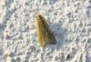 78769 – Photo : alain Roujas – France (31)