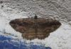 78410 – Photo : alain Roujas – France (31)