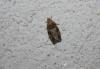 78736 – Photo : alain Roujas – France (31)