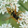 78451 – Photo : Bernard VENEAU – France (41)