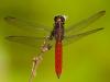 78867 – Photo : Leif Gabrielsen – Colombie