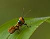 78826 – Photo : Leif Gabrielsen – Colombie