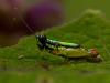 78827 – Photo : Leif Gabrielsen – Colombie