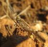 78107 – Photo : clovis – Croatie