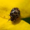78579 – Photo : Bernard VENEAU – France (41)