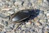 78378 – Photo : Bernard DELEFOSSE – France (13)