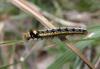 78137 – Photo : Martine Giban – France (36)