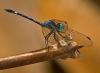 78865 – Photo : Leif Gabrielsen – Colombie