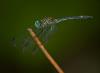 78866 – Photo : Leif Gabrielsen – Colombie