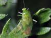 78731 – Photo : Christophe Quintin – France (21)