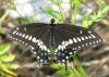 78131 – Photo : Dominique Martiré – Canada