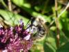 78063 – Photo : Jean-Sébastien Carteron – France (67)