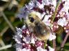 78109 – Photo : Jean-Sébastien Carteron – France (67)