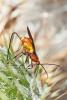 78133 – Photo : Kriznar Lucie – France (06)
