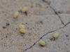 78602 – Photo : Maite Santisteban Rivero – Espagne