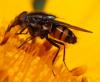 Stomorhina lunata