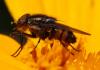 Stomorhina lunata