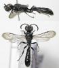 78047 – Photo : Arthropa - Benoit Martha – France (71)