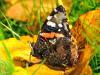 78544 – Photo : CUCHET Gerard – France (38)