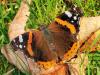 78545 – Photo : CUCHET Gerard – France (38)