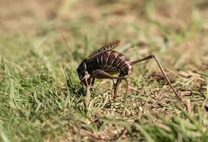 Anonyme - Decticus verrucivorus verrucivorus - réf. 78642 (690 x 471 pixels, 50 ko)