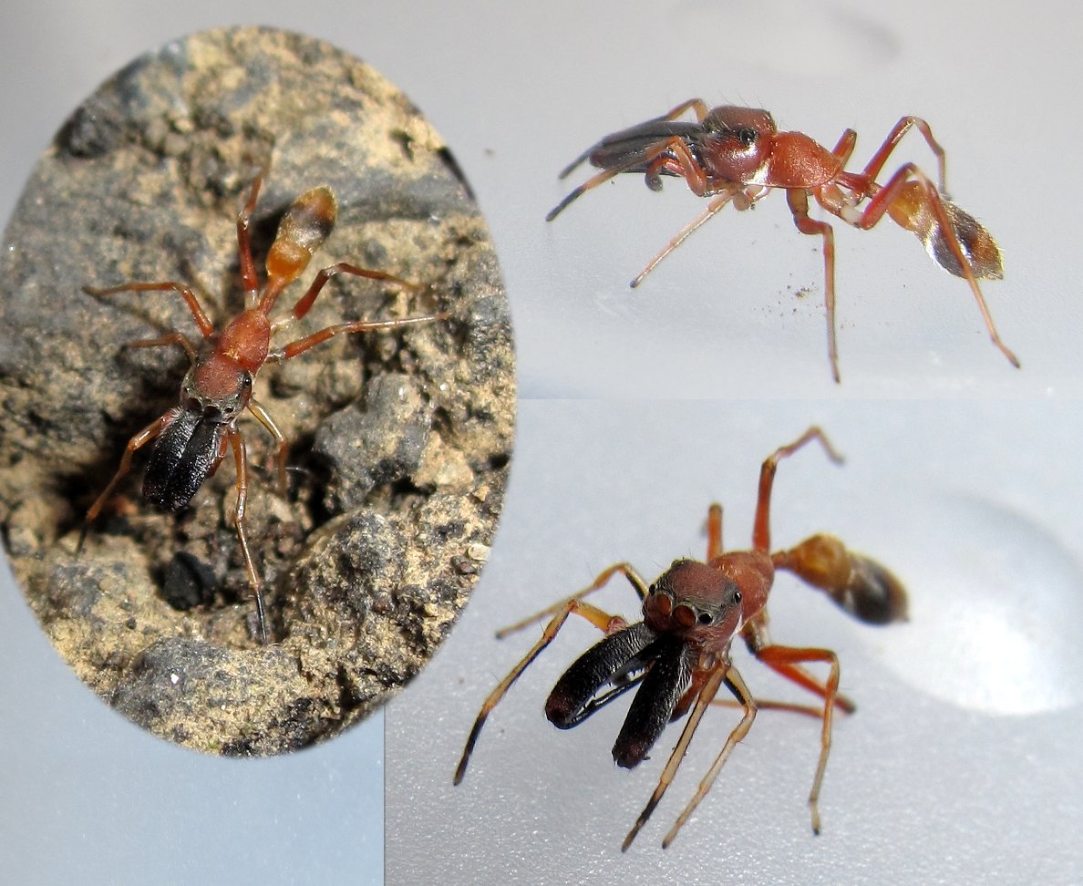 Didier Petot - Myrmarachne sp. - réf. 78234 (1188 x 972 pixels, 208 ko)