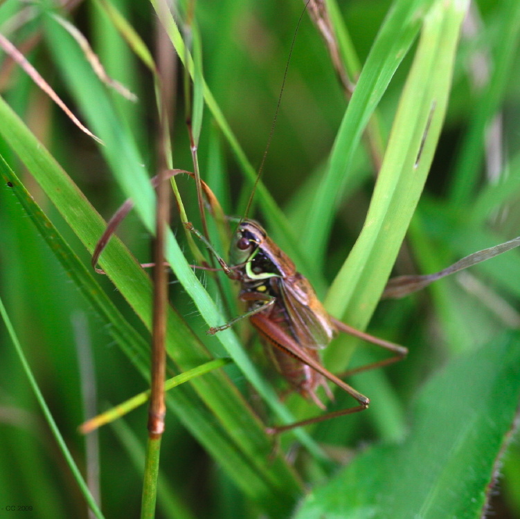 Bernard VENEAU - Roeseliana roeselii - réf. 78578 (751 x 750 pixels, 196 ko)