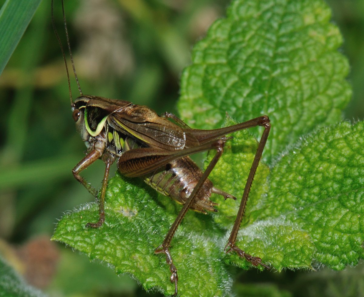 Jean Maurette - Roeseliana roeselii - réf. 78935 (1200 x 978 pixels, 203 ko)