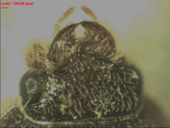 Emilien Gonzalez - Ochodaeus chrysomeloides - réf. 78161 (648 x 486 pixels, 22 ko)