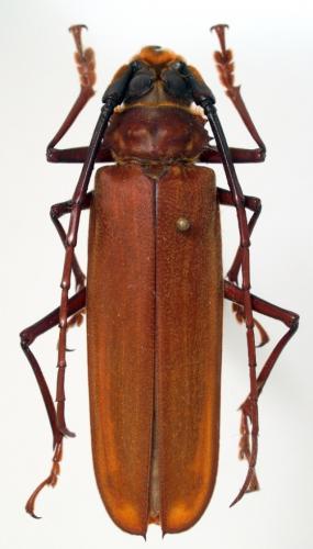 Orthomegas cinnamomeus