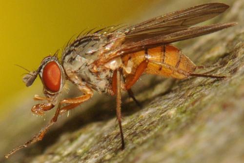 Pegomya transversa