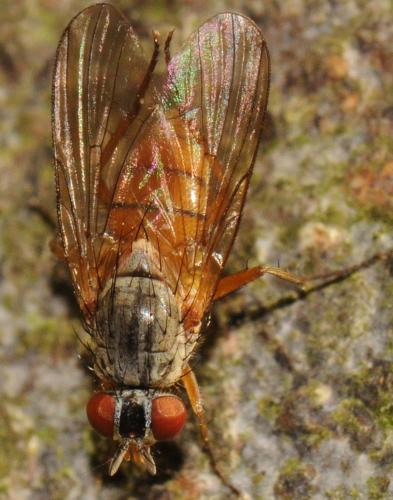 Pegomya transversa