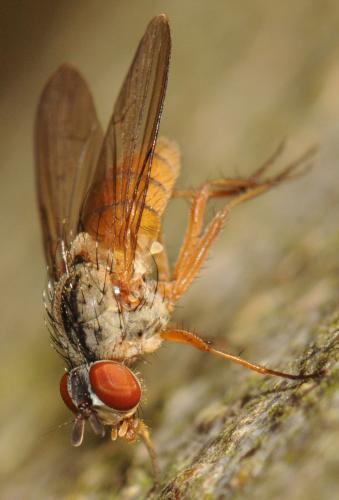 Pegomya transversa