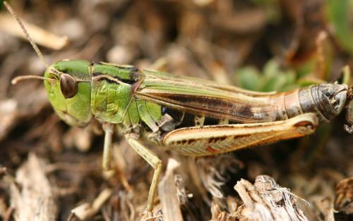 Réf. 79 859 : Stenobothrus nigromaculatus nigromaculatus