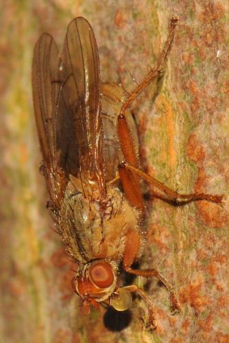 Scathophaga lutaria