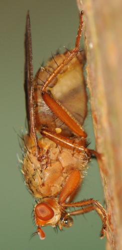 Scathophaga lutaria