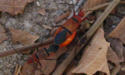 Dysdercus sp.