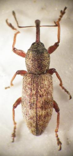 Réf. 79 936 : Thryogenes fiorii